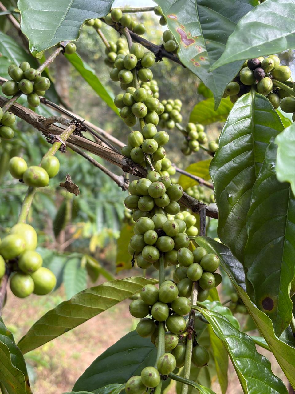 Coffee berries