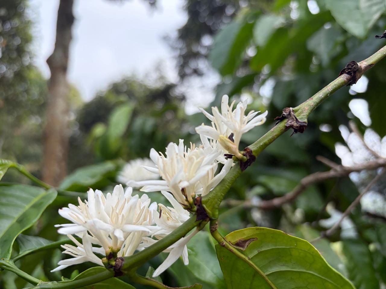 Coffee blossoms on the plant